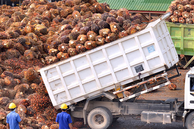 Total Produksi CPO PT PP London Sumatra Indonesia Tbk Naik 4% Menjadi 202 Ribu Ton Selama Tahun 2025
