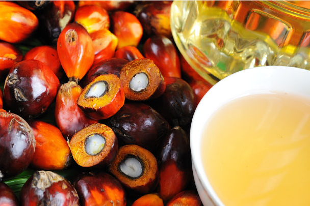 Volume Penjualan Minyak Sawit Mentah PT Tunas Baru Lampung Tbk Tembus 296 Ribu Ton Hingga September 2025