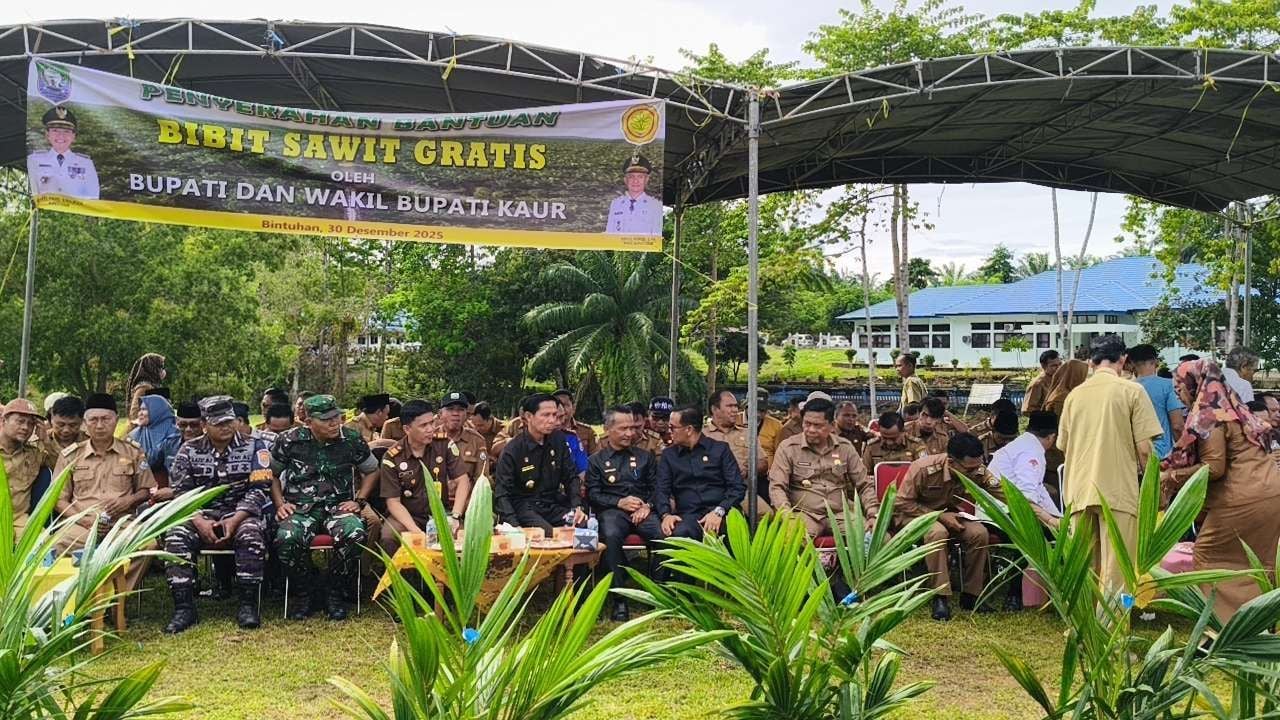Program Satu Juta Bibit Kaur, Tahap Berikutnya Sasar Ribuan Batang Sawit Gratis